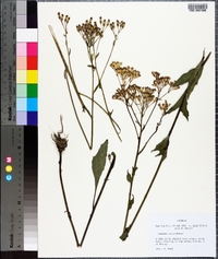 Arnoglossum ovatum image