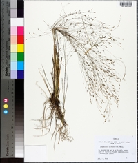 Eragrostis elliottii image