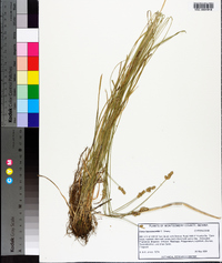 Carex leavenworthii image