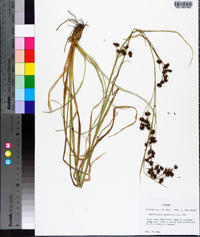 Rhynchospora glomerata image