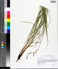 Carex tenera image