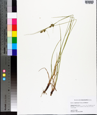 Carex complanata image