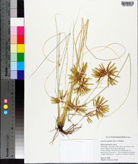 Cyperus oxylepis image