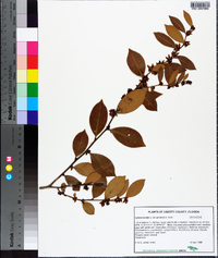 Lyonia lucida image