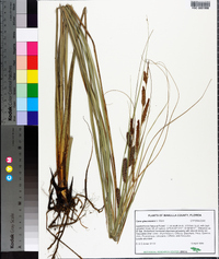 Carex glaucescens image