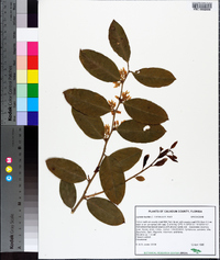 Lyonia lucida image