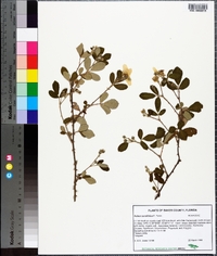 Rubus cuneifolius image