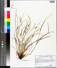 Carex planispicata image