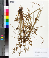 Cyperus iria image