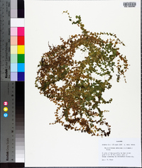 Micranthemum umbrosum image