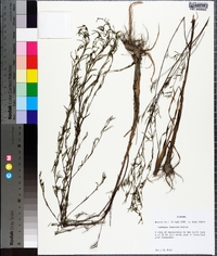 Ludwigia linearis image