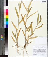 Urochloa platyphylla image