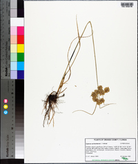 Cyperus surinamensis image