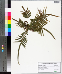 Pteris vittata image