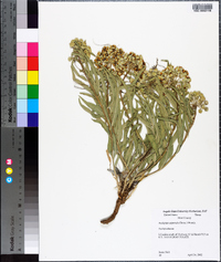 Asclepias asperula image