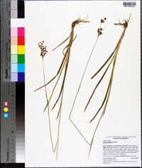 Juncus biflorus image