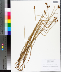 Juncus glomeratus image