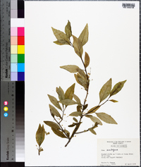 Ilex ambigua image