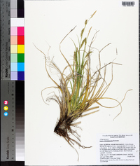 Carex cherokeensis image