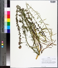 Liatris pilosa image