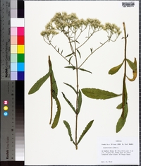 Eupatorium album image