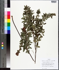 Lespedeza virginica image