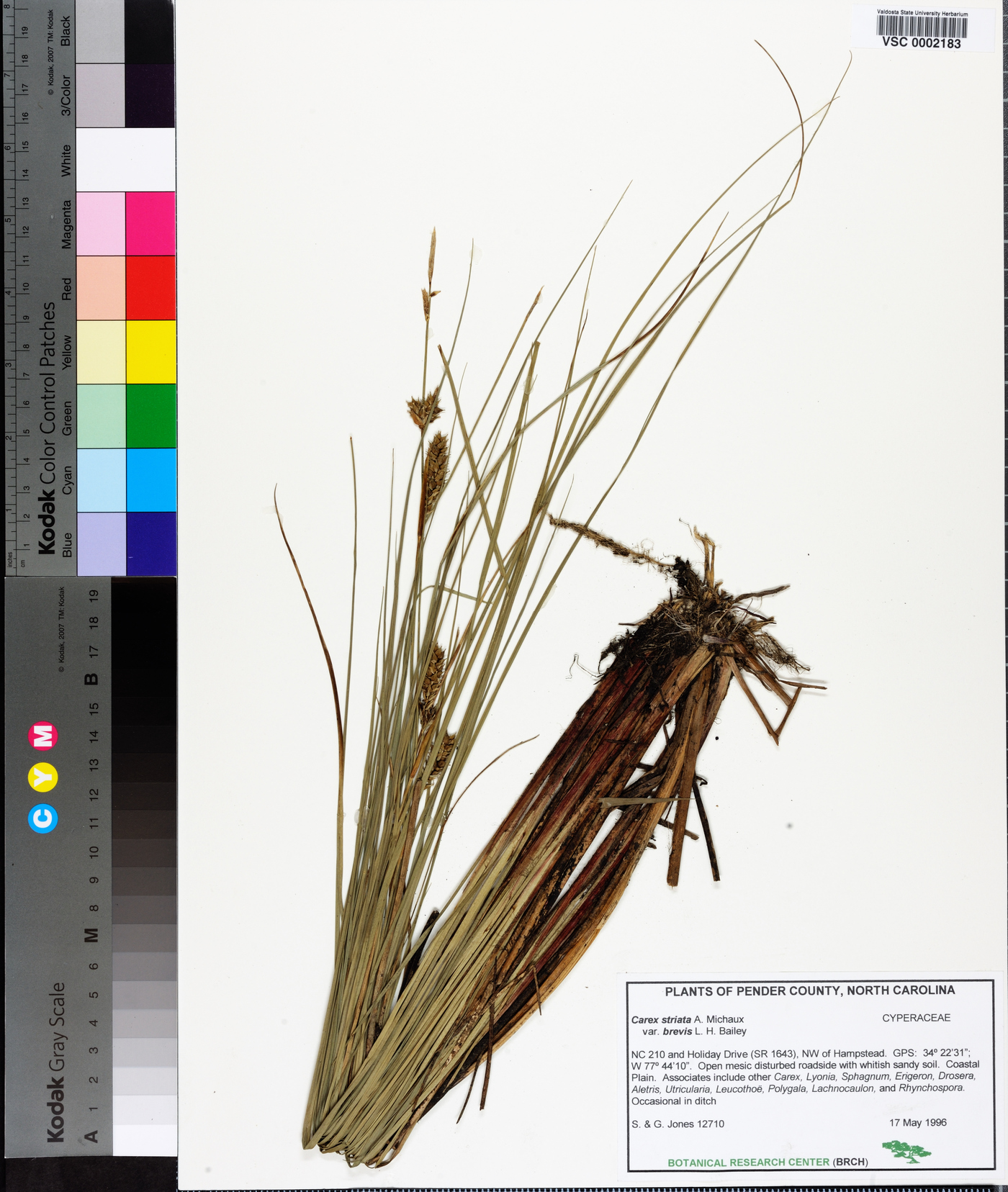 Carex striata image