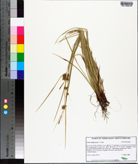 Carex turgescens image