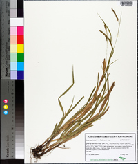 Carex aestivalis image