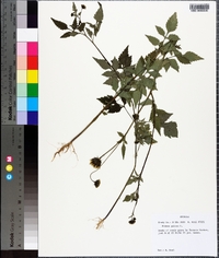 Bidens pilosa image