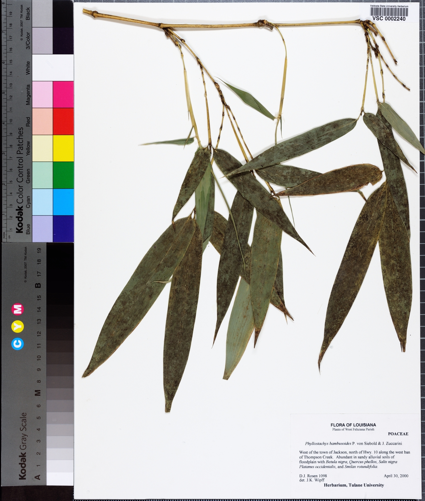 Phyllostachys bambusoides image