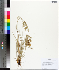 Cyperus surinamensis image