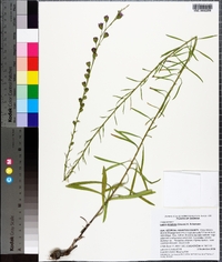 Liatris elegantula image