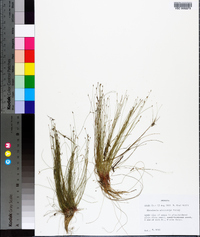 Eleocharis microcarpa image