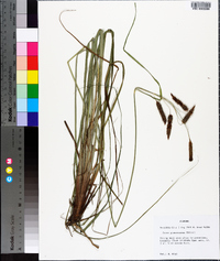 Carex glaucescens image