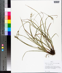 Carex dasycarpa image