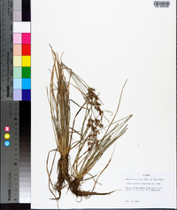 Fimbristylis dichotoma image