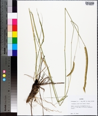 Ctenium aromaticum image