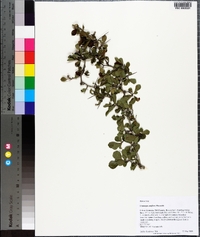 Crataegus uniflora image