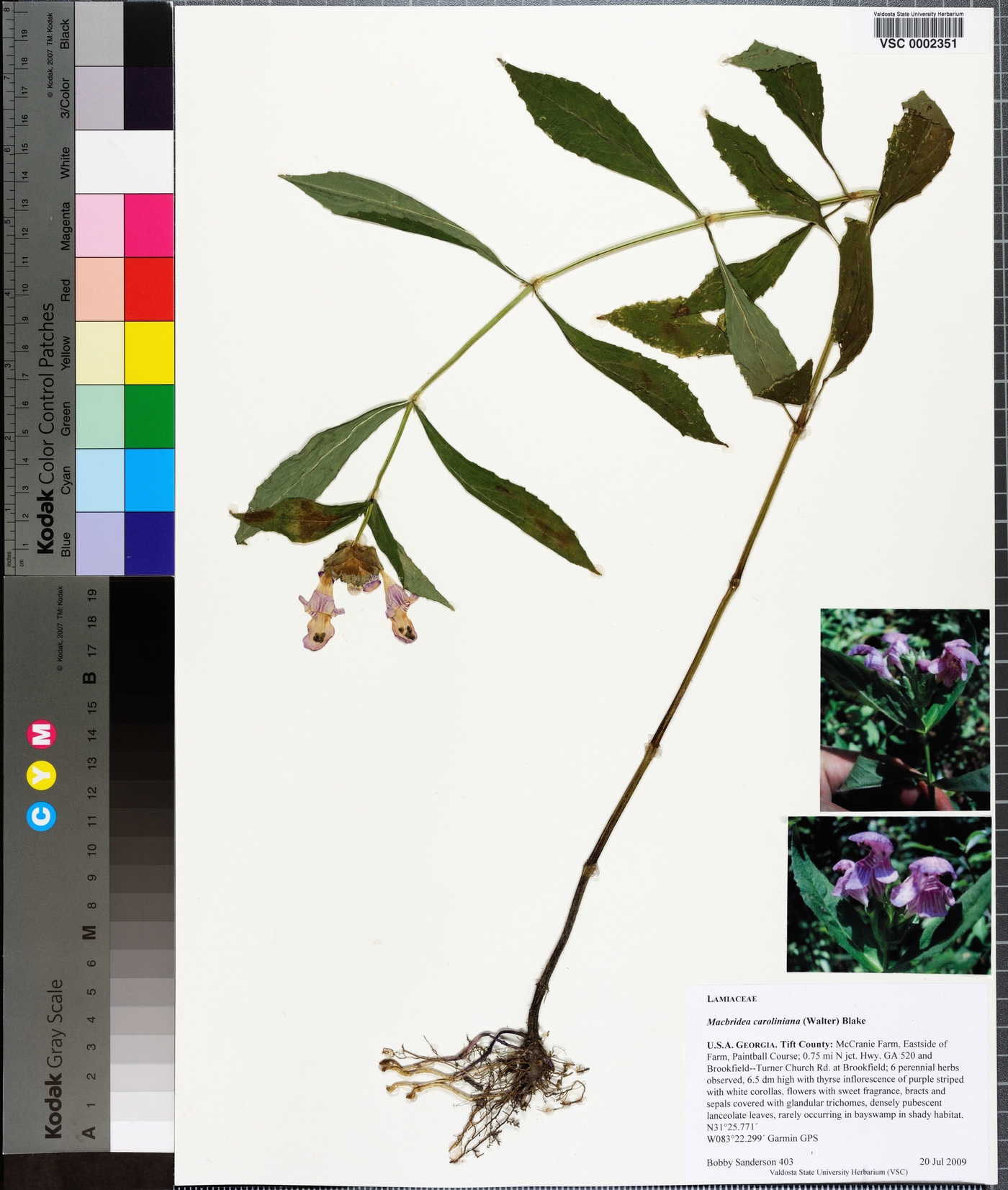 Macbridea caroliniana image