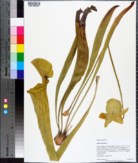 Sarracenia flava image