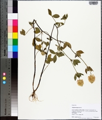 Trifolium lappaceum image