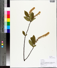 Clethra alnifolia image