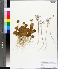 Oxalis violacea image