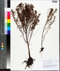 Ludwigia linearis image