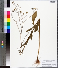 Crepis pulchra image