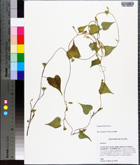 Ipomoea lacunosa image