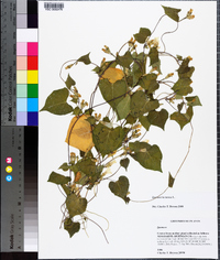 Ipomoea lacunosa image