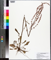 Rumex hastatulus image