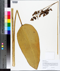 Thalia dealbata image